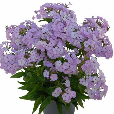 'Opening Act Blush' Phlox (PHLOX PAN. OPENING ACT BLUSH) - 1 gallon