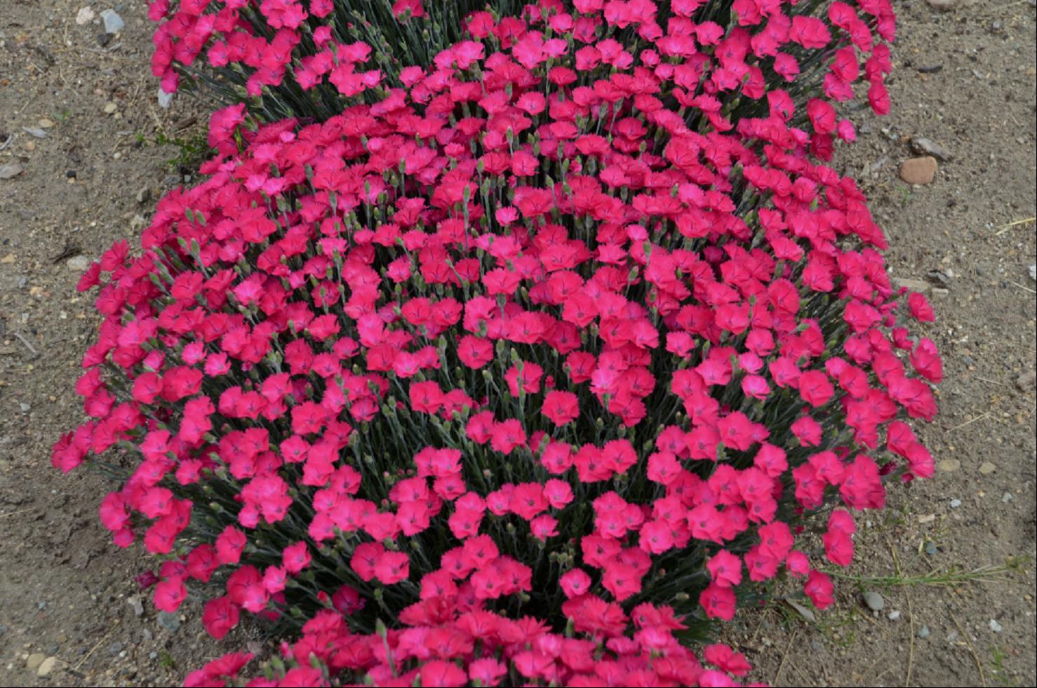 'Paint the Town Magenta' Pinks (DIANTHUS PAINT THE TOWN MAGENTA) - 1 gallon