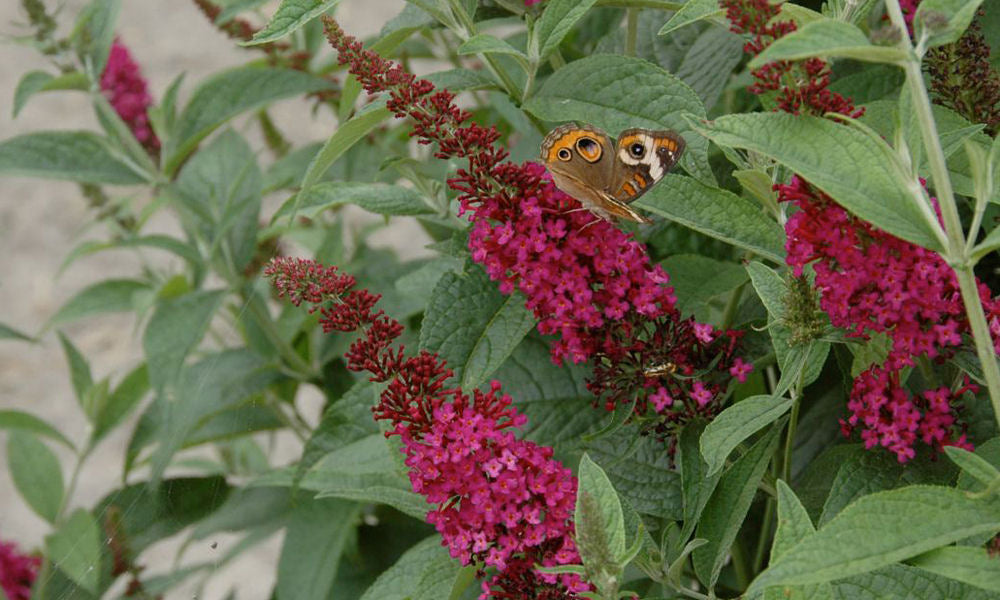 'Miss Molly' Butterfly Bush (BUDDLEIA MISS MOLLY) - 3 gallon