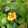 Garden Sun Climbing Rose (ROSE CL. GARDEN SUN) - 2 gallon