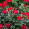 Petite Knock Out® Rose  (ROSE K.O. PETITE) - 1.5 gallon