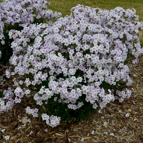 'Opening Act Pink-a-Dot' Hybrid Phlox (PHLOX PAN. OPENING ACT PINK A DOT) - 1 gallon