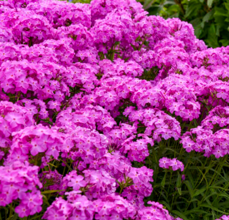 'Opening Act Ultrapink' Hybrid Phlox (PHLOX PAN. OPENING ACT ULTRAPINK) - 1 gallon