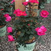 Rose Miracle on the Hudson™ Pink (ROSE MIRACLE ON THE HUDSON™ PINK) - 3 gallon