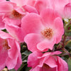 Pink Knock Out® Rose (ROSE K.O. PINK KNOCKOUT) - 3 gallon