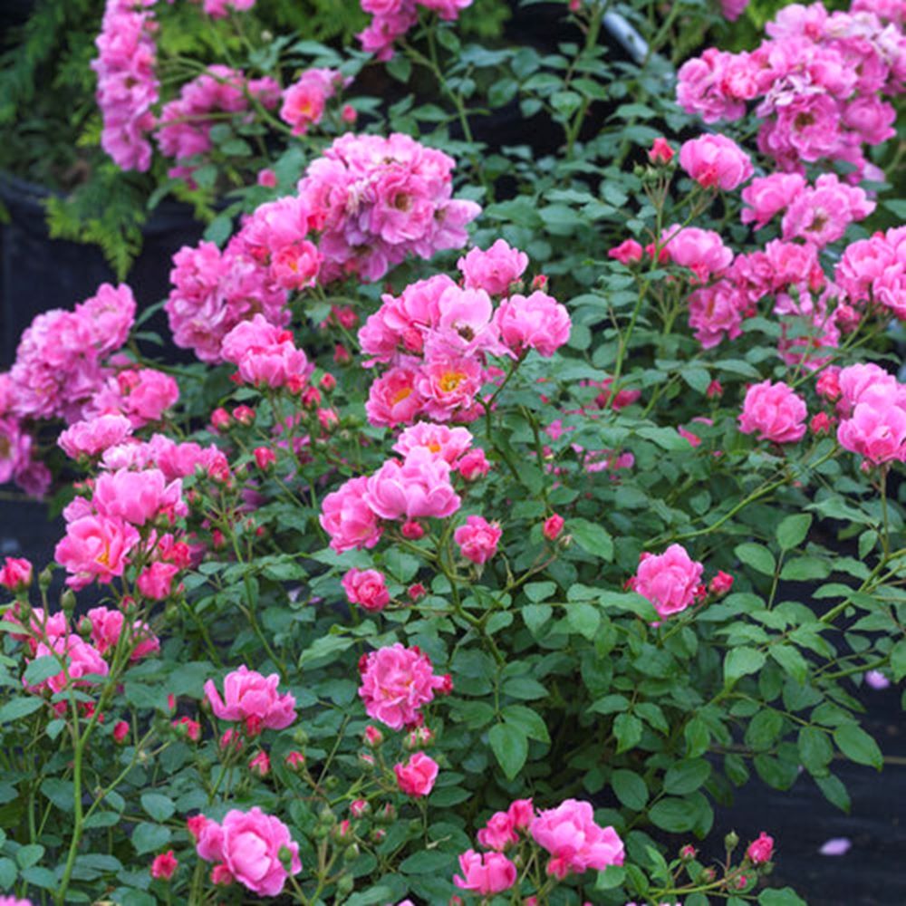 Oso Easy® Double Pink Rose (ROSE OSO EASY® DOUBLE PINK) - 2 gallon
