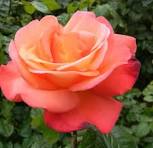 Orange Glow™ Knock Out® (ROSE K.O. ORANGE GLOW) - 2 gallon