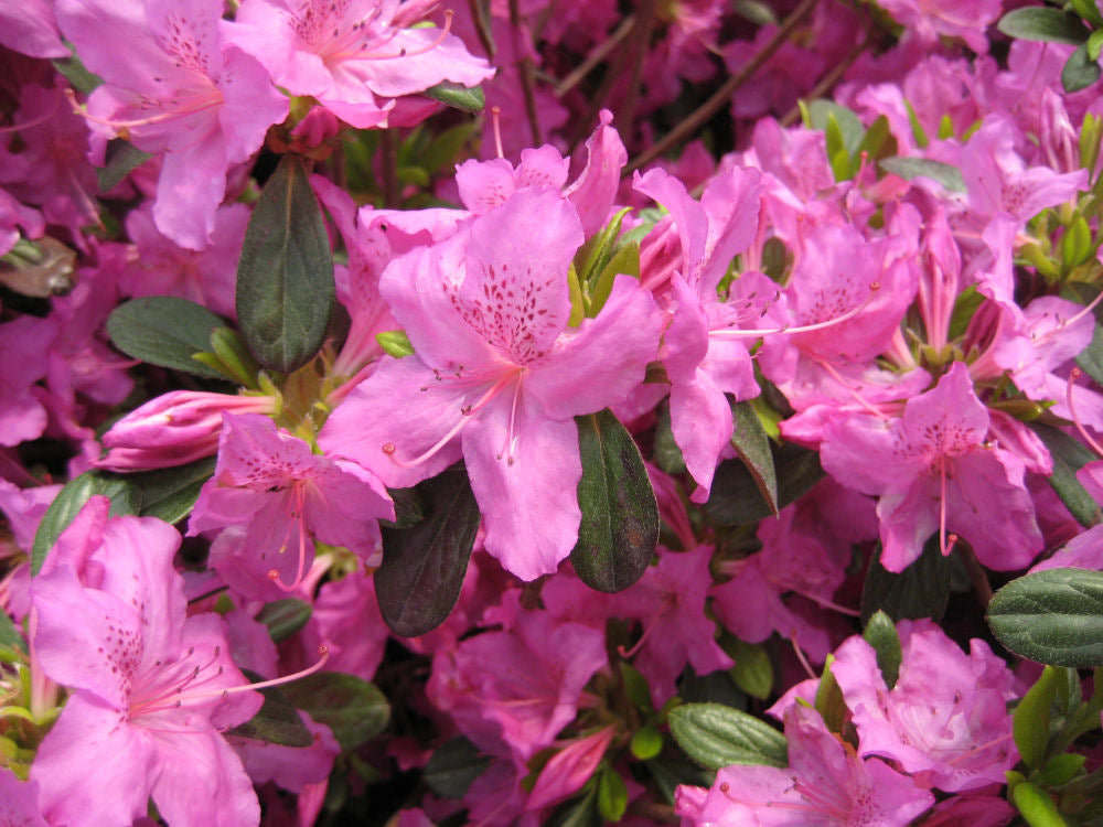 Karen Azalea (AZALEA KAREN) - 1 gallon
