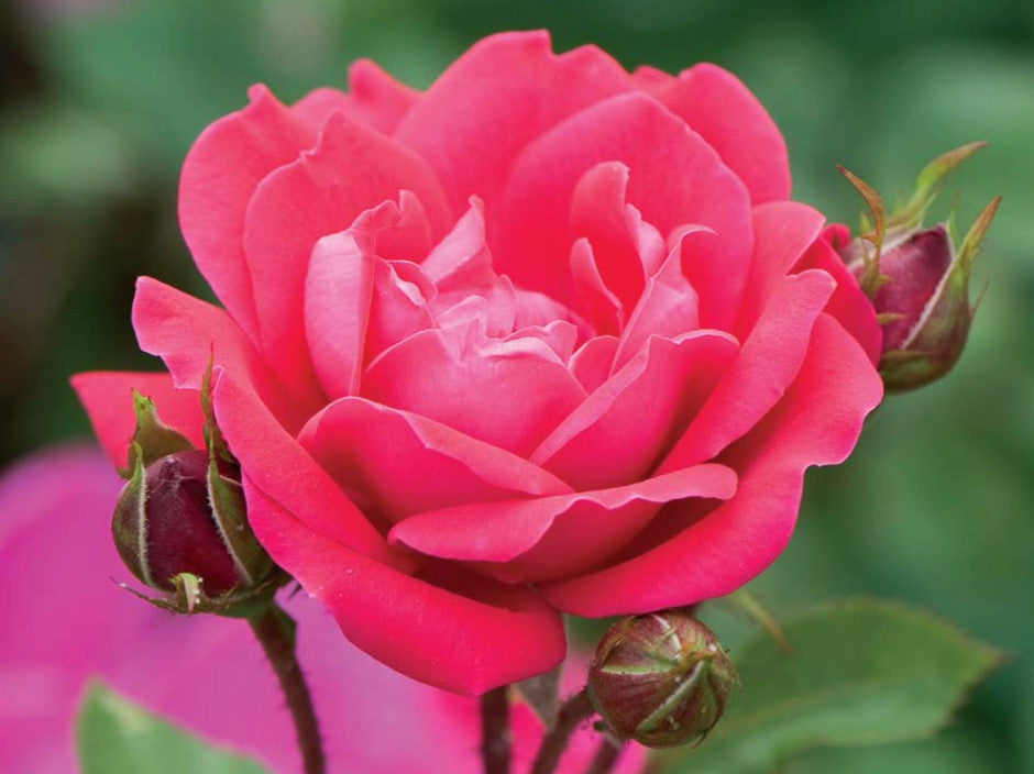 Double Red Knock Out® Rose (ROSE K.O. DBL KNOCKOUT) - 1 gallon