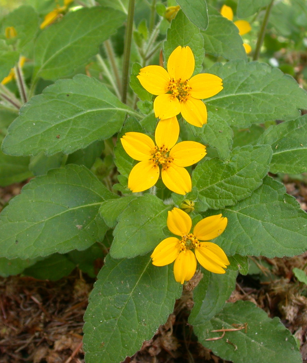 Green and Gold (CHRYSOGONUM VIRGINIANUM) - 1 gallon
