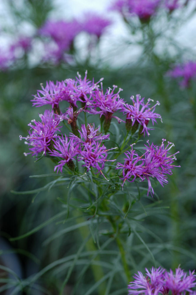 Iron Butterfly Narrow-leaf Ironweed (VERNONIA L. IRON BUTTERFLY) - 2 gallon