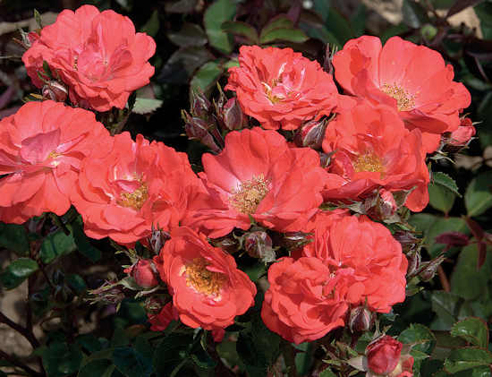 Coral Drift® Rose (ROSE DRIFT CORAL) - 1 gallon