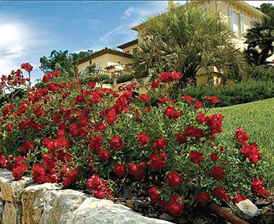 Red Drift® Rose (ROSE DRIFT RED) - 1 gallon