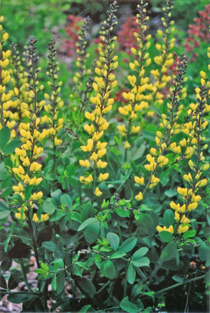 Decadence® 'Lemon Meringue' False Indigo (BAPTISIA LEMON MERINGUE) - 1 gallon
