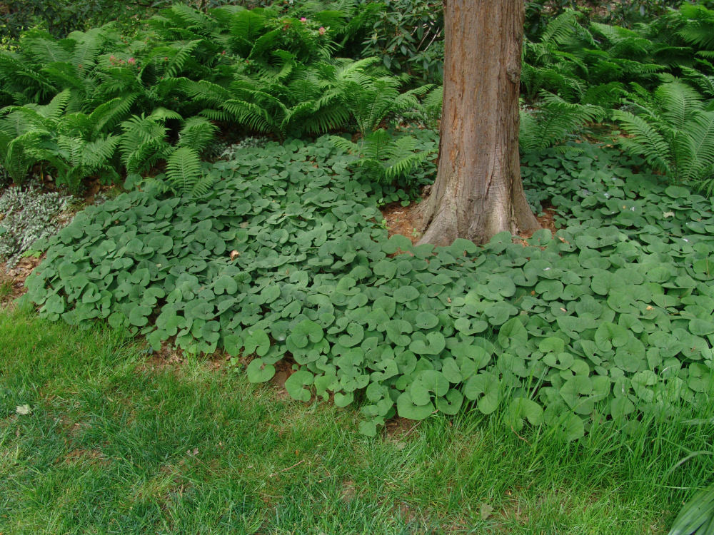 Canada Wild Ginger (ASARUM CANADENSE) - 1 gallon
