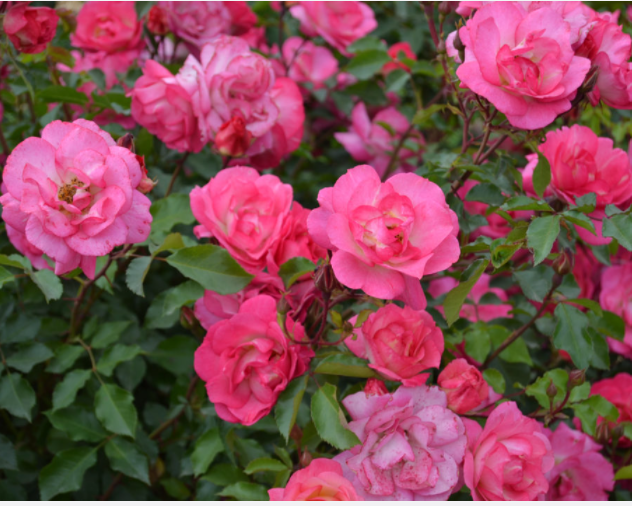 Sunrise Sunset Rose (ROSE E.E. SUNRISE SUNSET) - 2 gallon