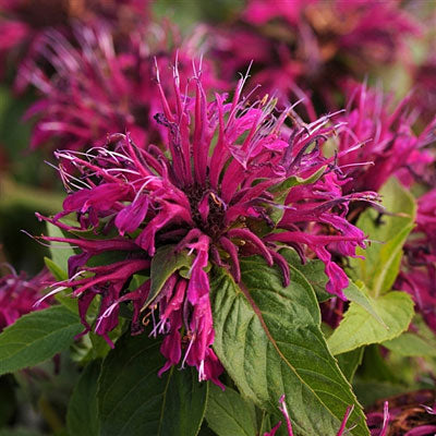 Balmy™ Purple Bee Balm (MONARDA BALMY PURPLE) - 1 gallon