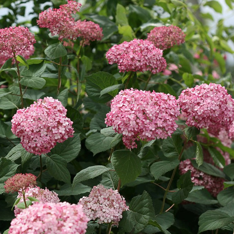 Invincibelle® Ruby Smooth hydrangea (HYDRANGEA A. INVINCBLE® RUBY) - 3 gallon