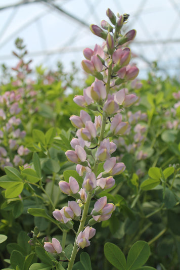 Decadence® Deluxe 'Pink Truffles' False Indigo (BAPTISIA PINK TRUFFLES) - 1 gallon