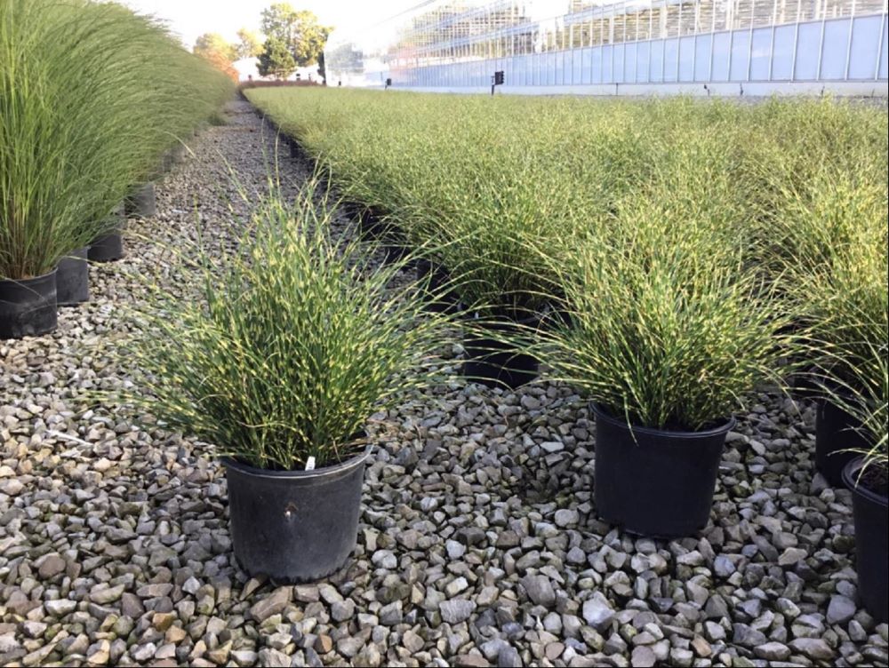 Bandwidth Maiden Grass (GRASS - M. S. BANDWIDTH) - 3 gallon