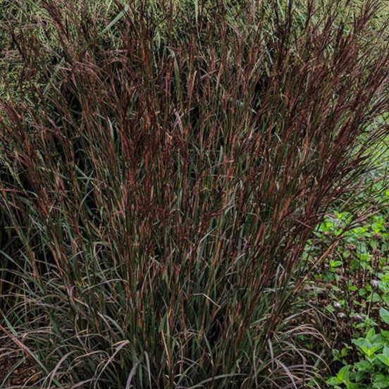 Blackhawk Big Bluestem Grass (GRASS - AND. BLACKHAWKS) - 3 gallon