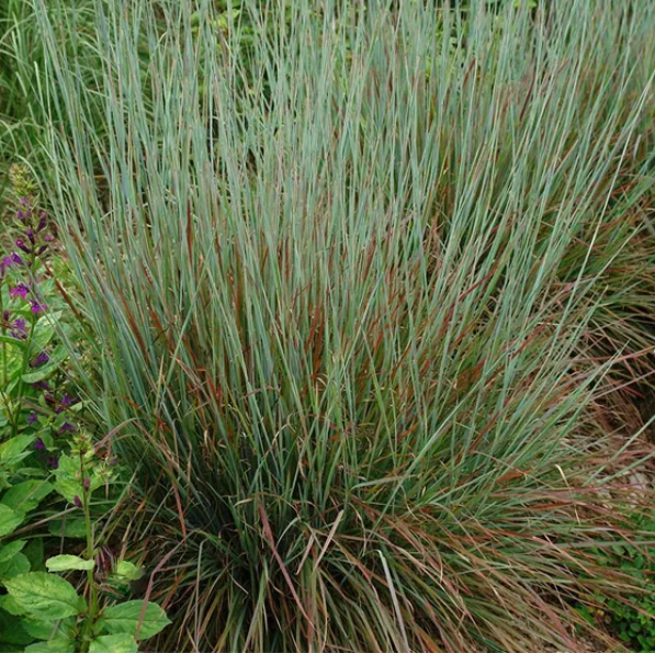 Standing Ovation Little Bluestem (GRASS - SCHIZACHYRIUM STAND. OVATION) - 2 gallon