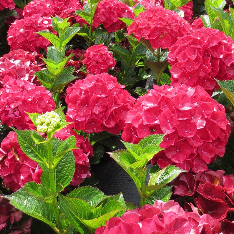 Magical® Ruby Red Hydrangea (HYDRANGEA MACROPHYLLA ‘KOLMARU’) - 2 gallon