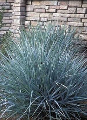 Blue Dune Lyme Grass (GRASS - LEYMUS A. BLUE DUNE) - 1 gallon