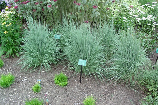 The Blues Little Bluestem (GRASS - SCHIZACHYRIUM THE BLUES) - 2 gallon