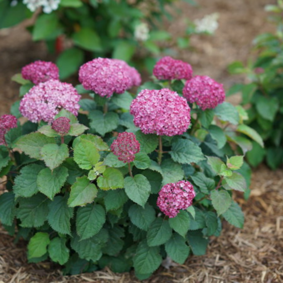 Invincibelle Mini Mauvette® Smooth hydrangea (HYDRANGEA A. INVINCBLE  MINI MAUVETTE) - 1 gallon