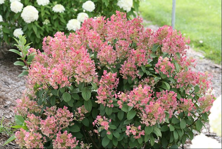 Little Quick Fire® Panicle Hydrangea (HYDRANGEA P LITTLE QUICK FIRE) - 3 gallon