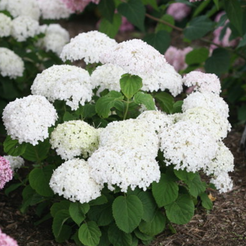 Invincibelle Wee White® Smooth hydrangea (HYDRANGEA A. INVINCBLE WEE WHITE) - 2 gallon