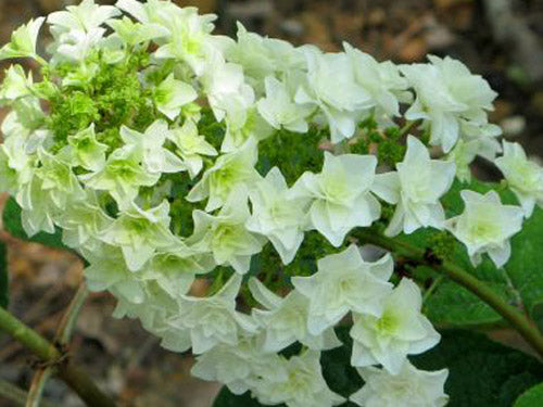 Gatsby Star® Oakleaf Hydrangea (HYDRANGEA QU. GATSBY STAR) - 3 gallon