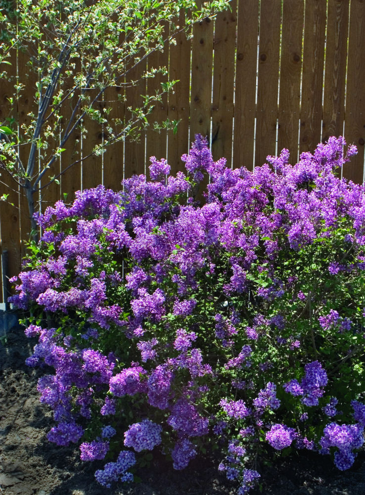 Bloomerang® Dark Purple Lilac (SYRINGA X BLOOMERANG® DK PURPLE) - 1 gallon