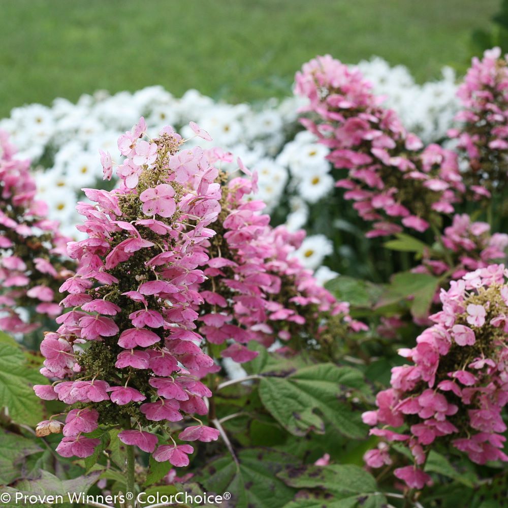 Gatsby Pink® Oakleaf hydrangea (HYDRANGEA QU. GATSBY PINK) - 3 gallon