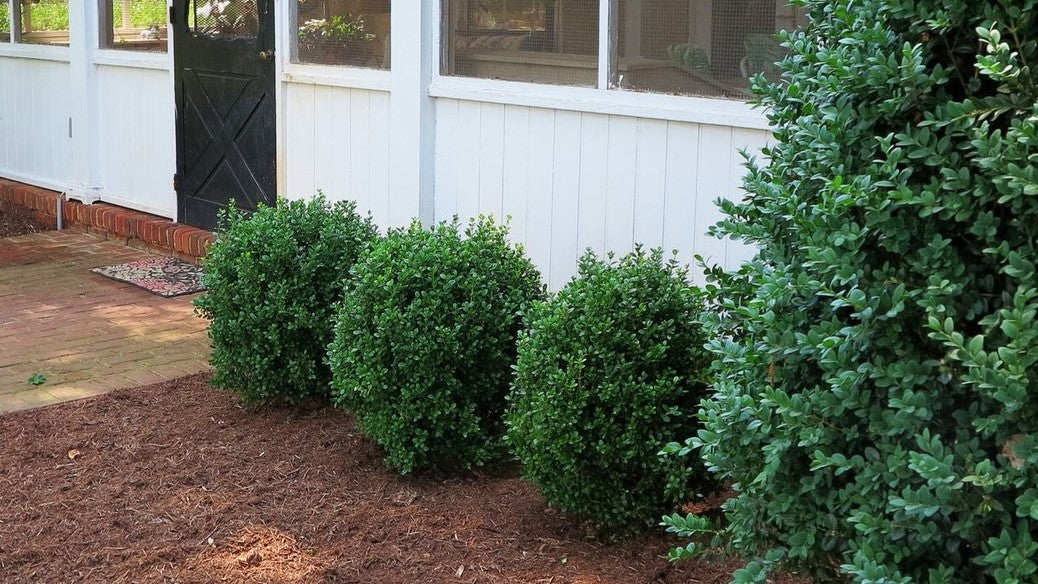 NewGen Freedom® Boxwood (BUXUS NEWGEN FREEDOM) - 1 gallon 8"