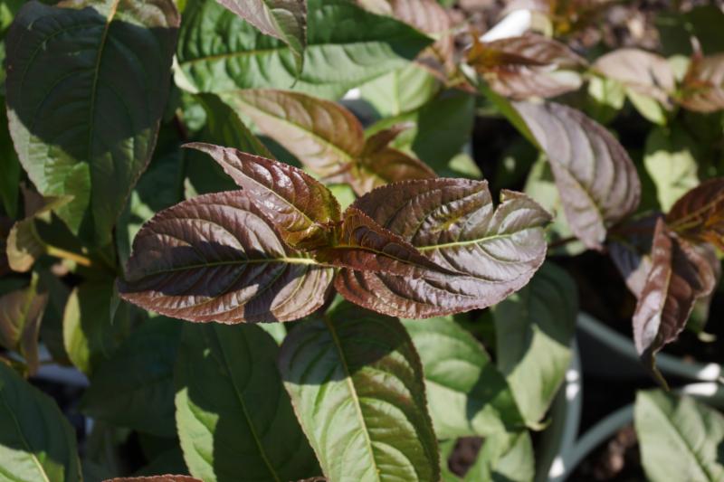 Kodiak® Black Diervilla (DIERVILLA S. KODIAK® BLACK) - 1 gallon