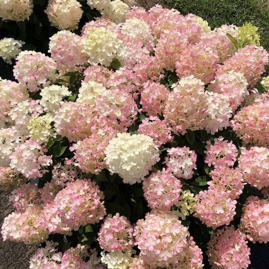 Fire Light Tidbit® Panicle Hydrangea (HYDRANGEA P FIRE LIGHT TIDBIT) - 1 gallon