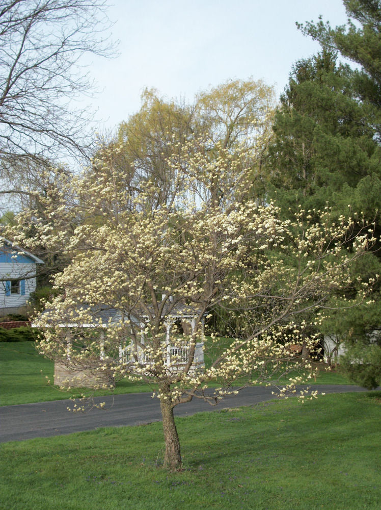 White Flowering Dogwood (CORNUS FLORIDA) - 3 gallon