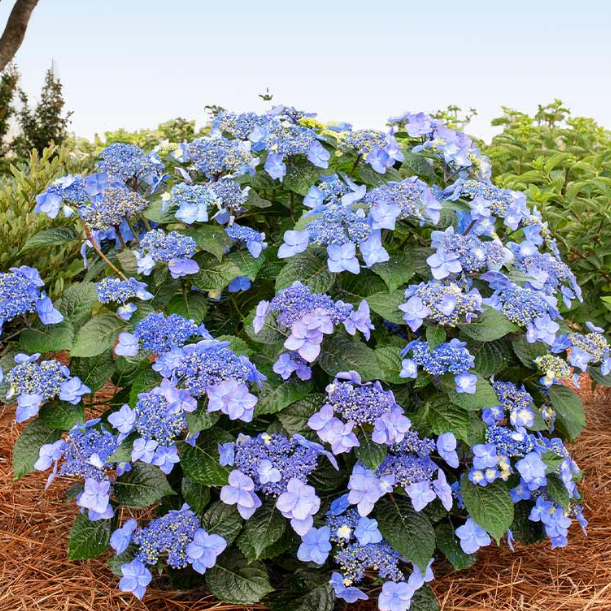 Pop Star® Reblooming Hydrangea (HYDRANGEA M. POP STAR) - 2 gallon