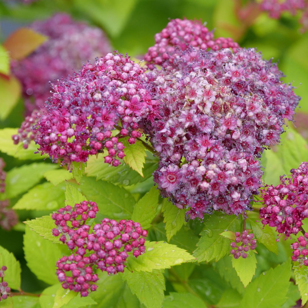 Double Play Dolly® Spirea (SPIRAEA JAP. DBL PLAY® DOLLY) - 3 gallon 15"