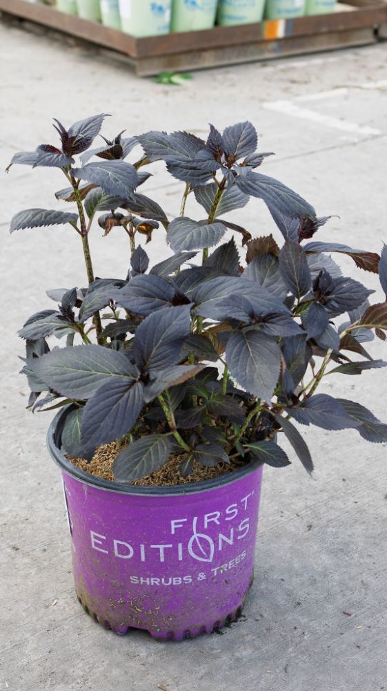 Eclipse® Bigleaf Hydrangea (HYDRANGEA M. ECLIPSE) - 3 gallon