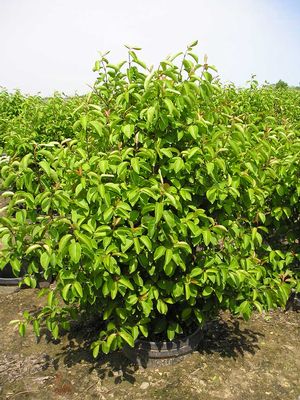 Summer Magic Blackhaw Viburnum (Viburnum prunifolium 'Summer Magic') - 7 gallon 24"