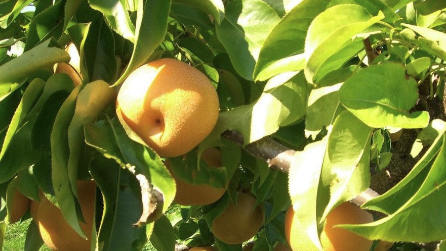 European Pear (Prunus 'Fruit Oriental Asian Pear') - 7 gallon
