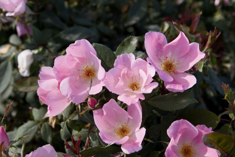 Blushing Knock Out® Rose (ROSE K.O. BLUSHING KNOCKOUT) - 2 gallon