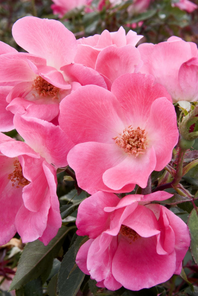 Pink Knock Out® Rose (ROSE K.O. PINK KNOCKOUT) - 2 gallon