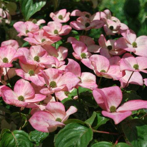 Pink Chinese Dogwood (Cornus kousa 'Satomi') - 2 gallon 3-4' TREE
