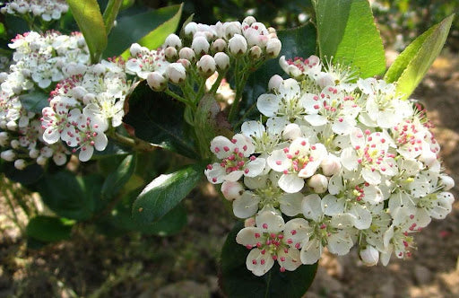 Viking Aronia / Black Chokeberry (ARONIA MEL. VIKING)