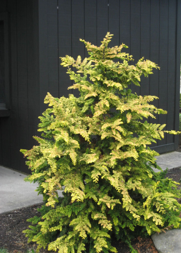 Fernspray Gold False Cypress (CHAM. OBTUSA FERNSPRAY GOLD) - 3 gallon 18"