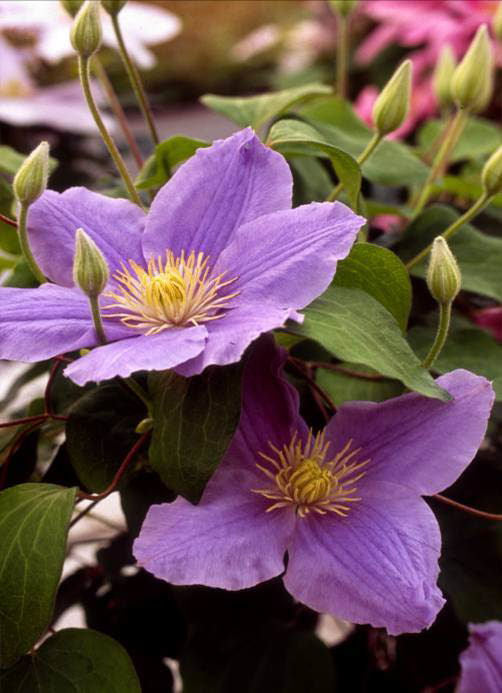 Zara™ Clematis (CLEMATIS ZARA) - 1 gallon
